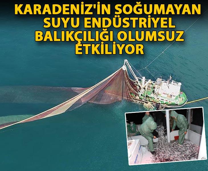 Karadenizin soğumayan suyu endüstriyel balıkçılığı olumsuz etkiliyor