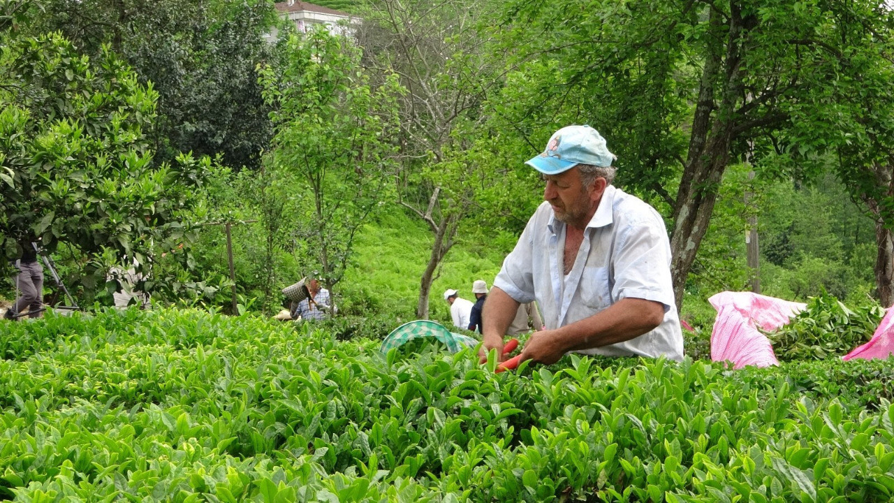 Çay üreticilerine alım ödemeleri yarın yapılacak