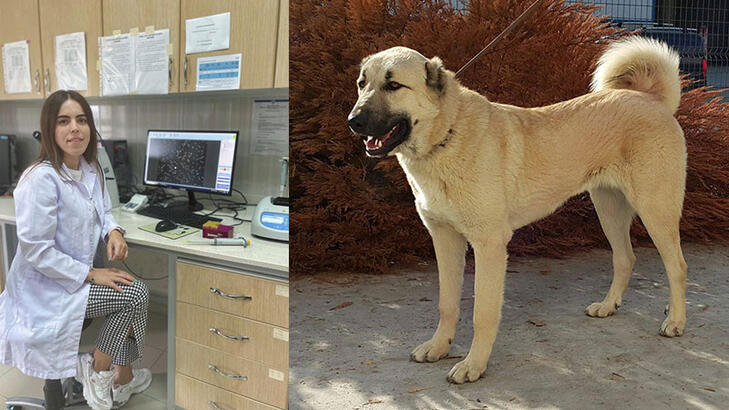 Kangal köpekleri için hazırlanan projeye 740 bin TLlik destek