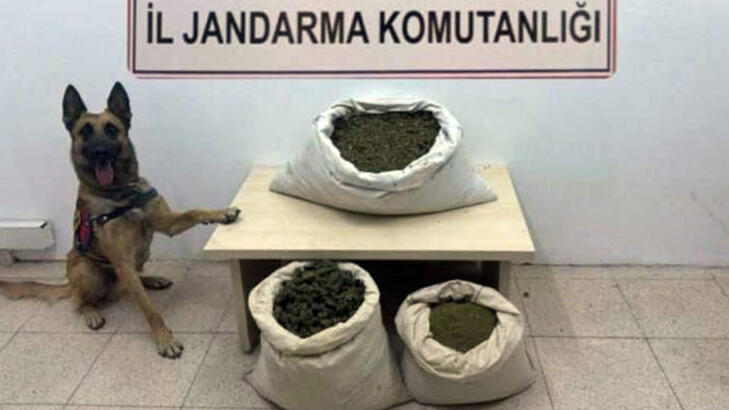 Bingölde arazi aramasında 55 kilo esrar 10 bin kök kenevir ele geçirildi