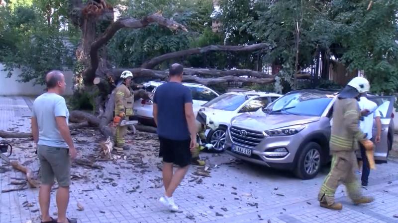 Araçların üstüne devrilen ağaç 41 daireyi icralık yaptı